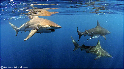 underwater photo of sharks at ocean surface south africa copyright a woodburn